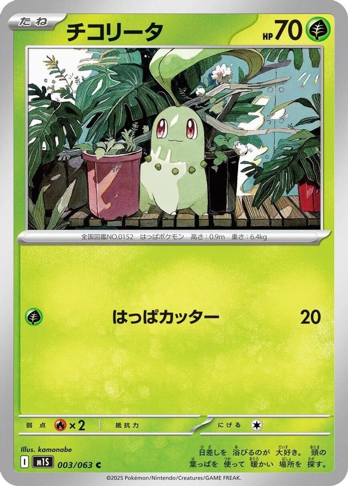 チコリータ
