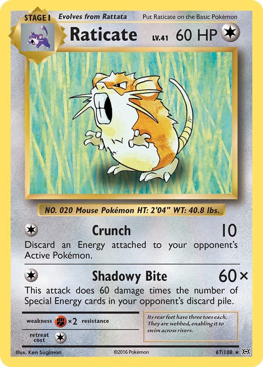 Raticate — XY - Evolutions