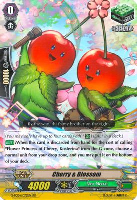Cherry & Blossom