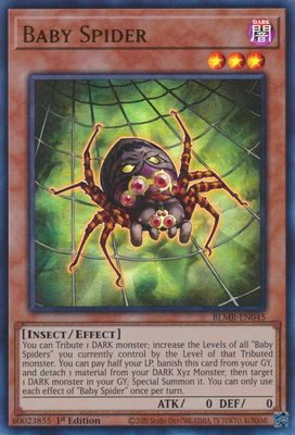 Baby Spider