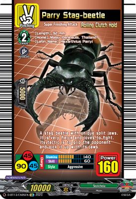 Parry Stag-beetle
