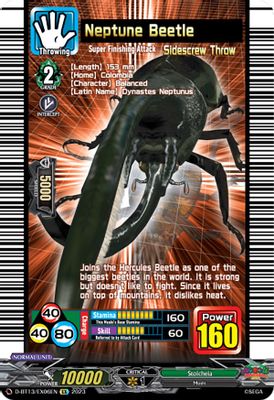 Neptune Beetle