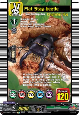 Flat Stag-beetle