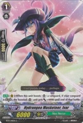 Hydrangea Musketeer, Ivar
