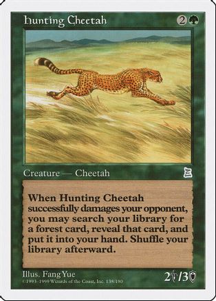 Hunting Cheetah