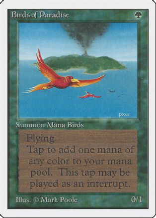 Birds of Paradise