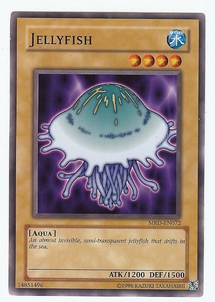 Jellyfish