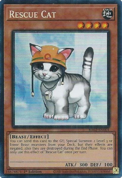 Rescue Cat